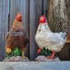 Kip Beeld Decoratie Voor Buiten En Binnen - Tuinbeelden Van Kippen