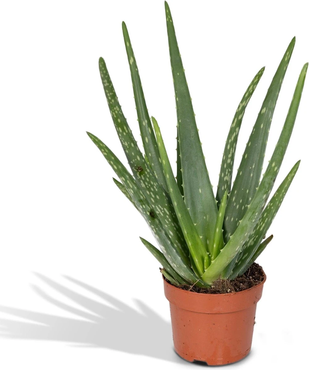 Aloe Vera - Succulent - 40cm