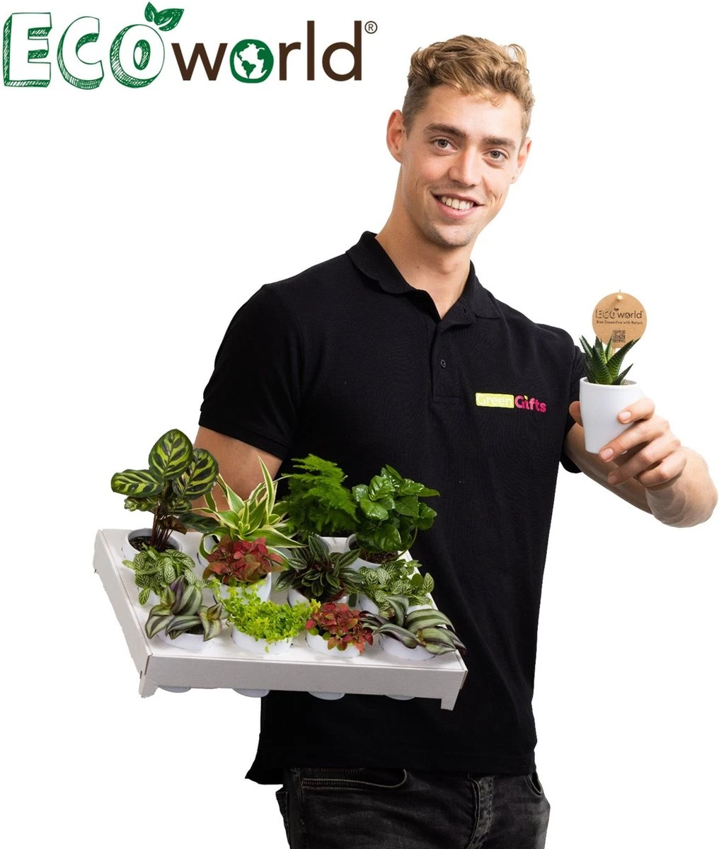 Ecoworld Mini Cactussen - 5 Stuks - Ø 6 Cm - Hoogte 8-15 Cm - Afbeelding 5