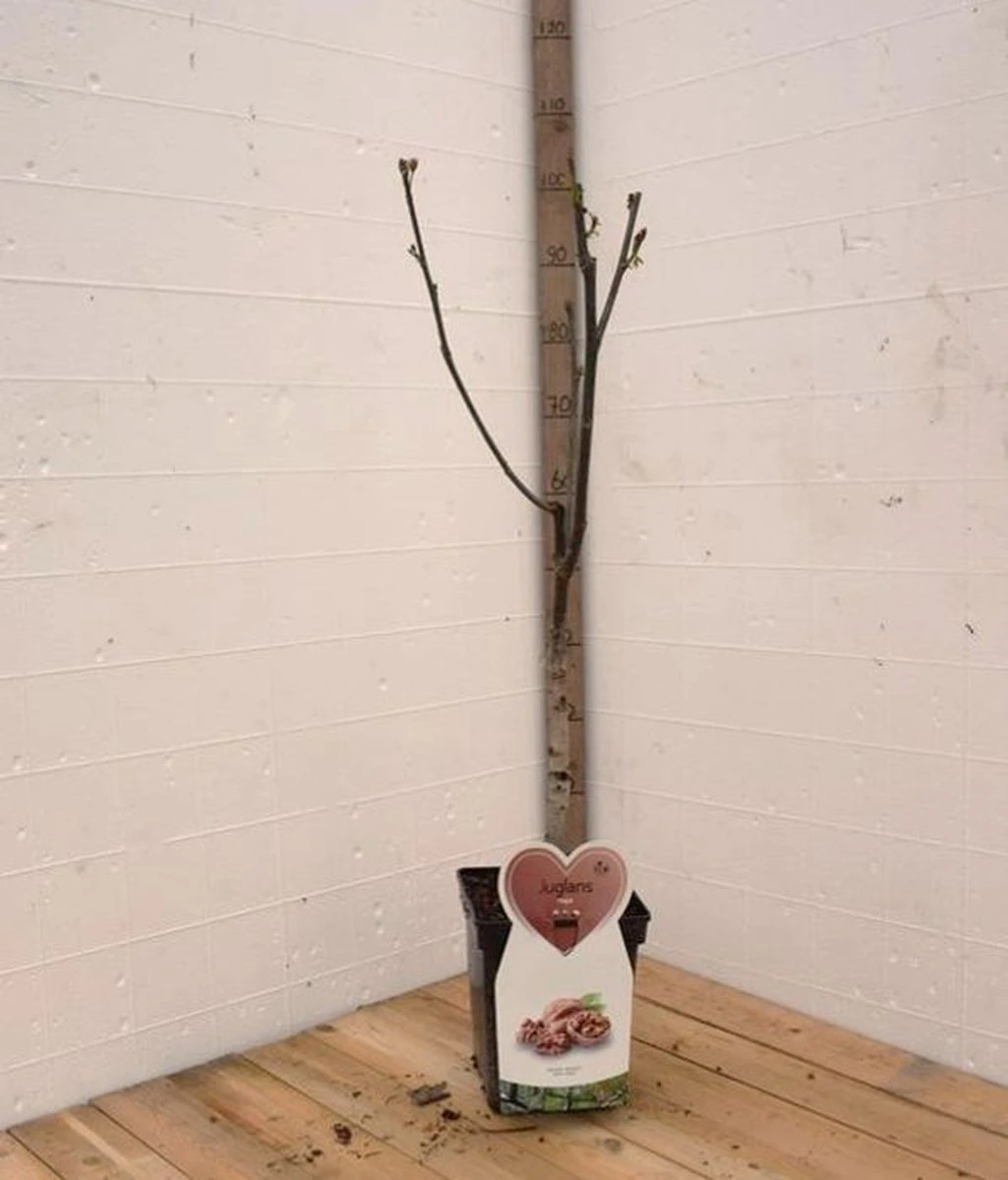 Walnotenboom- Fruitboom- 120 Cm Hoog- Potgekweekt- Professioneel Telersras - Afbeelding 2