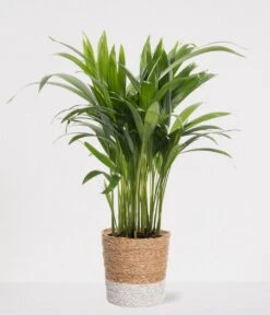 Areca In Siermand Amber Wit – Luchtzuiverende Kamerplant – Eenvoudig Te Onderhouden Goudpalm - ↕35-50cm - Ø13 – Geleverd Met Plantenpot – Vers Uit De Kwekerij