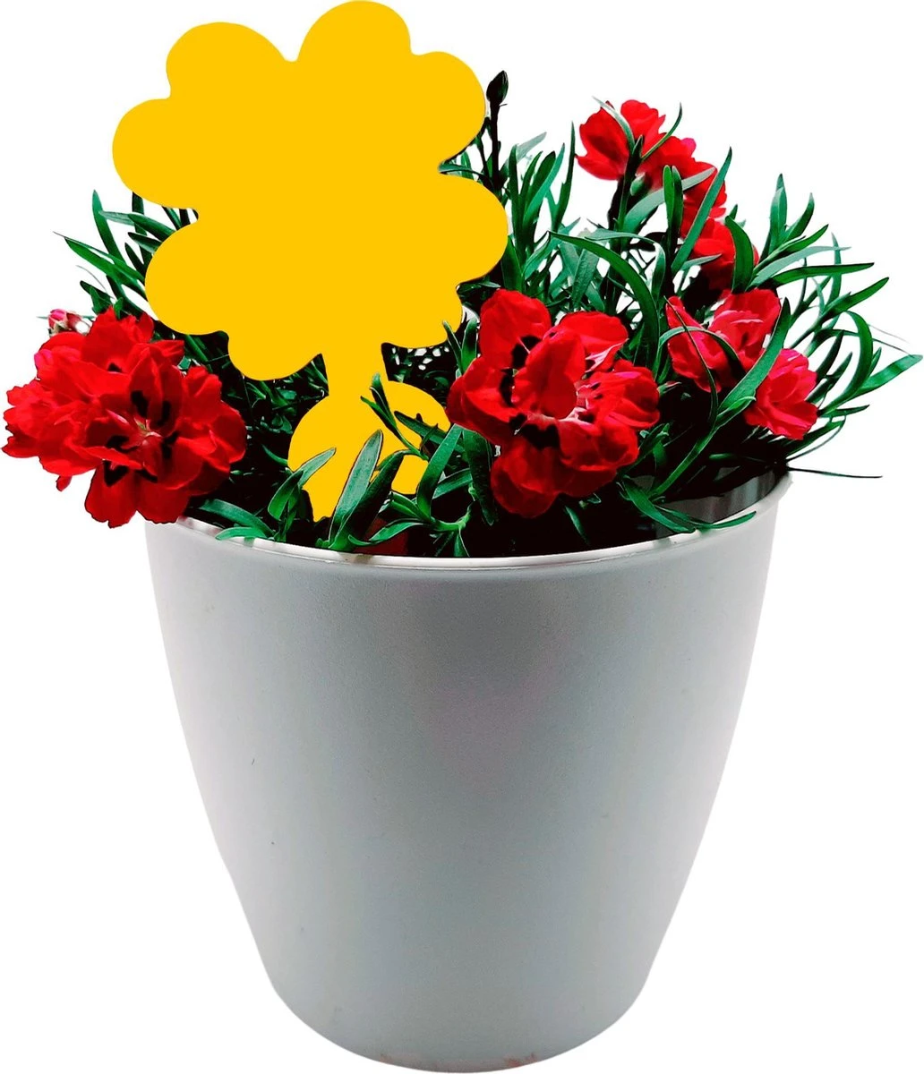 Plak Klavertjes Tegen Rouwvliegjes 15 Stuks - Rouwvliegjes Bestrijden - Varenrouwmug - Plakstrips - Vangkaarten - Vangplaten - Insectenval - Insectenvanger - Afbeelding 5