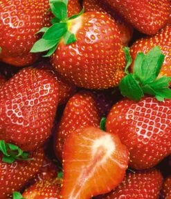 Ostara Aardbeien - 10 Aardbeienplanten - Doordragend - Langdragende Aardbeien - Garden Select