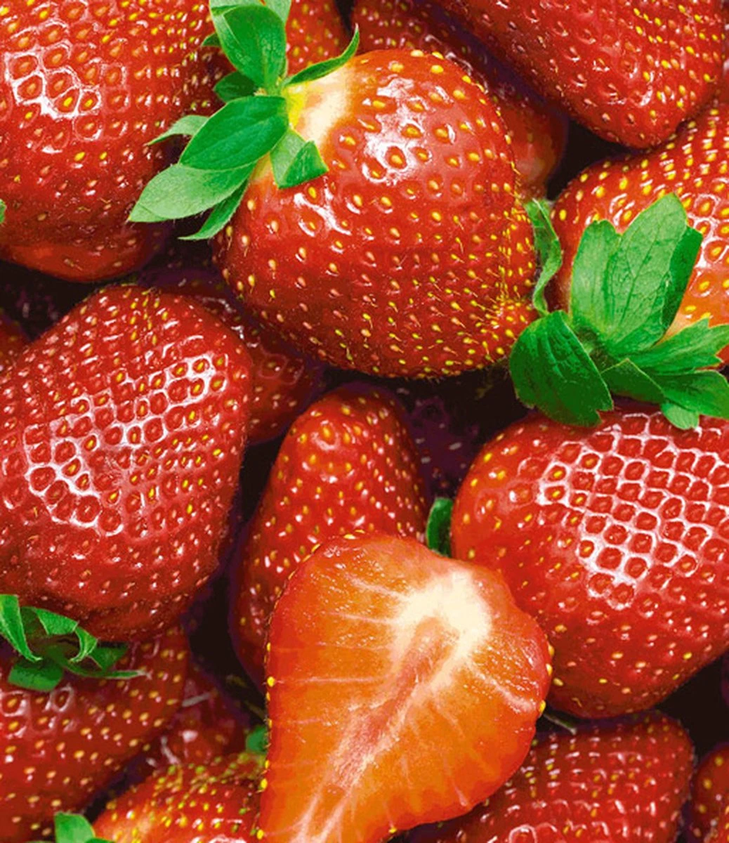 Ostara Aardbeien - 10 Aardbeienplanten - Doordragend - Langdragende Aardbeien - Garden Select