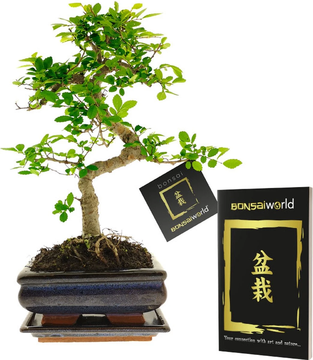 Bonsaiworld Bonsai Boompje - 8 Jaar Oud - Hoogte 25-30 Cm + Bonsai Verzorgingsboekje