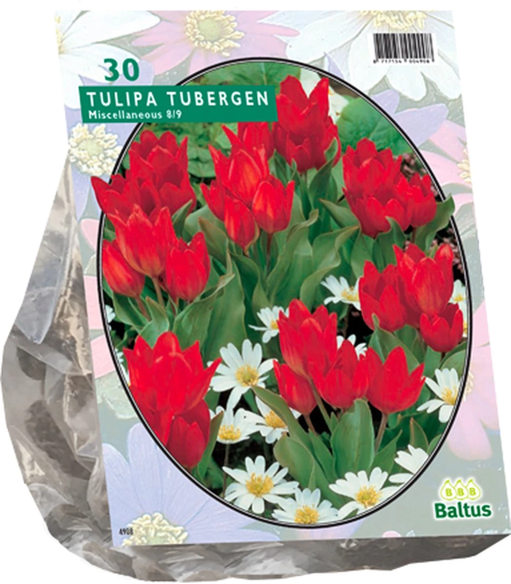 Merkloos Tulpenbol Tubergen - 2x30 Stuks - Afbeelding 2