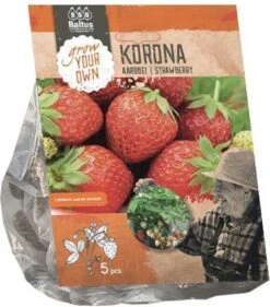 Merkloos Aardbei Korona - 10 Planten