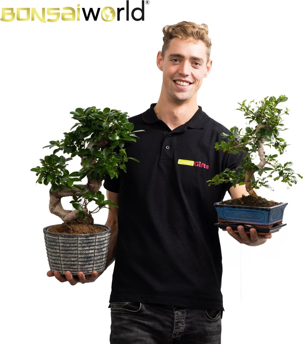 Bonsaiworld Bonsai Boompje - 8 Jaar Oud - Hoogte 25-30 Cm + Bonsai Verzorgingsboekje - Afbeelding 5