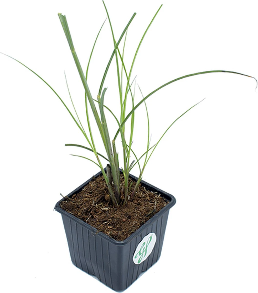 GP 12 X Prachtriet Gracillimus - Winterhard Siergras - Miscanthus Sinensis 'Gracillimus' In 9x9cm Pot Met Hoogte 5-10cm - Afbeelding 4
