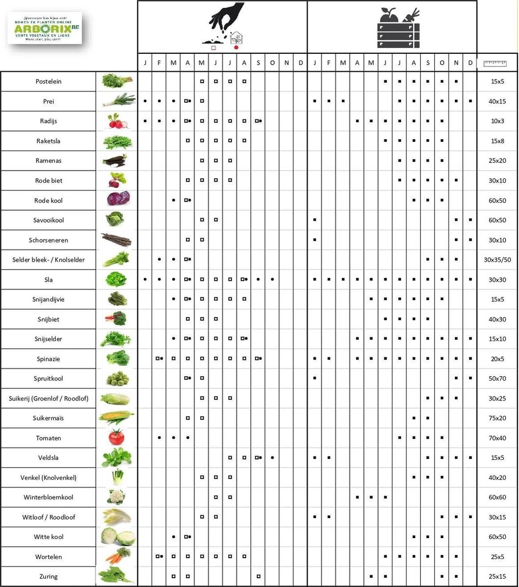 Tomaat Black Cherry - Een Excellente, Sappige Variëteit Met Een Zoete Smaak. - Afbeelding 3