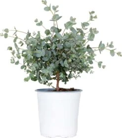 Eucalyptus Gunnii - Gomboom - Heester - Groenblijvend - ⌀14 Cm - 25-35 Cm
