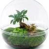 Terrarium - Dome XL Bonsai - ↑ 30 Cm - Ecosysteem Plant - Kamerplanten - DIY Planten Terrarium - Mini Ecosysteem