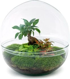 Terrarium - Dome XL Bonsai - ↑ 30 Cm - Ecosysteem Plant - Kamerplanten - DIY Planten Terrarium - Mini Ecosysteem