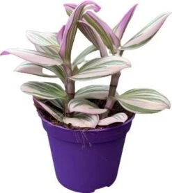 Merkloos Tradescantia Nanouk - Roze Groene Bladeren - Makkelijke Kamerplant