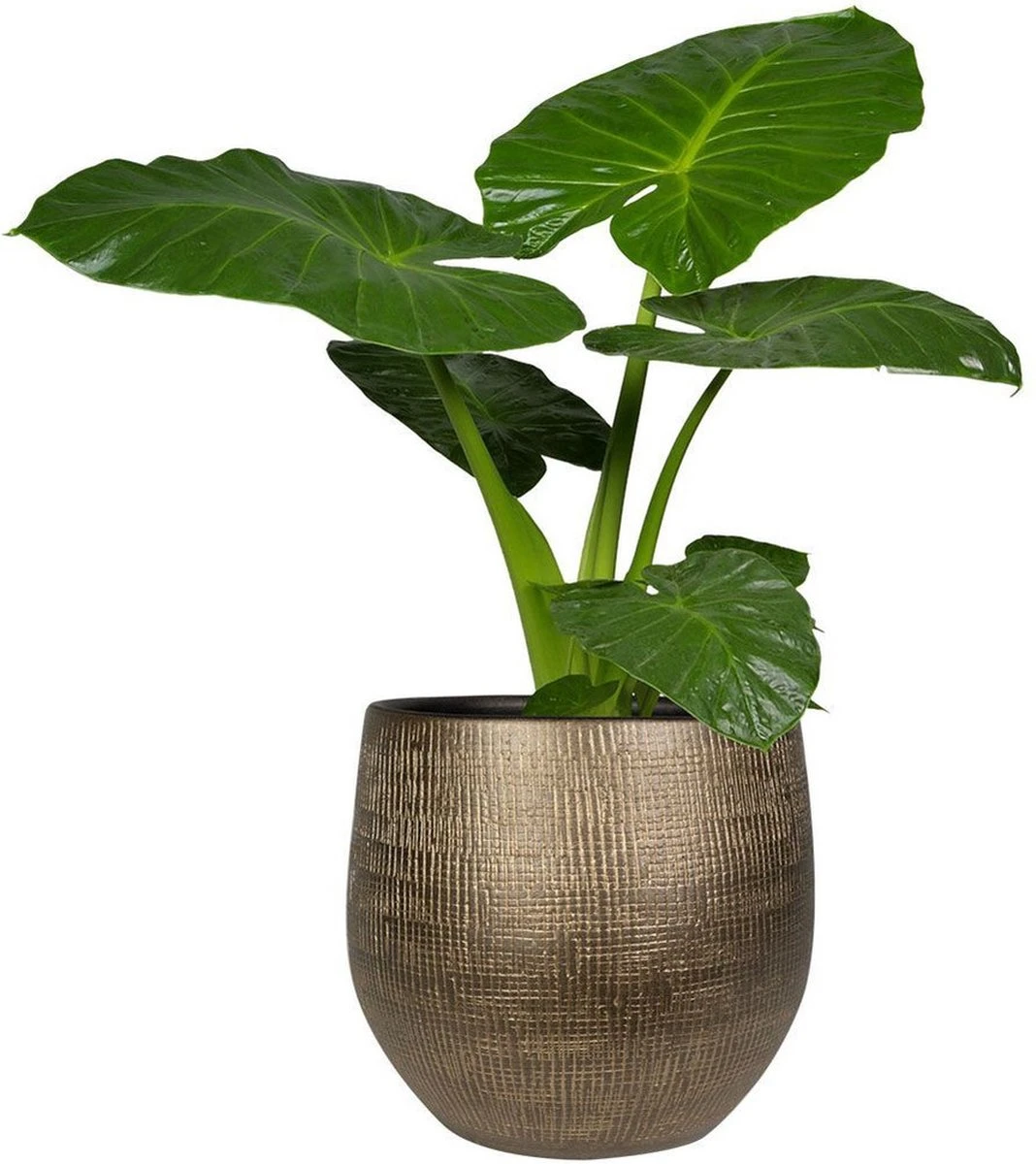 Steege Plantenpot - Modern Design - Goudkleurig - 32 X 36 Cm - Bloempot - Afbeelding 2