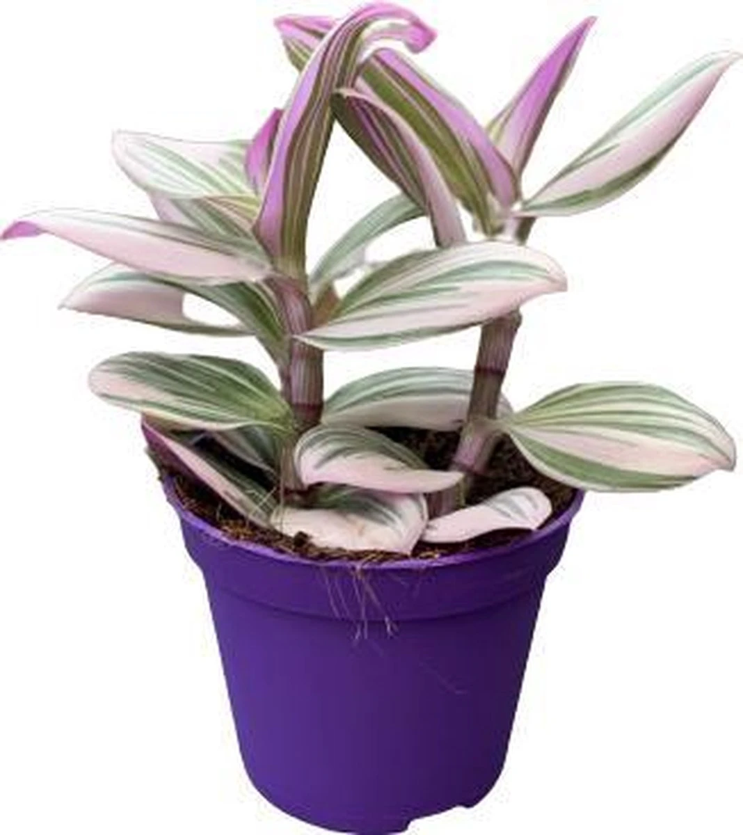 Merkloos Tradescantia Nanouk - Roze Groene Bladeren - Makkelijke Kamerplant