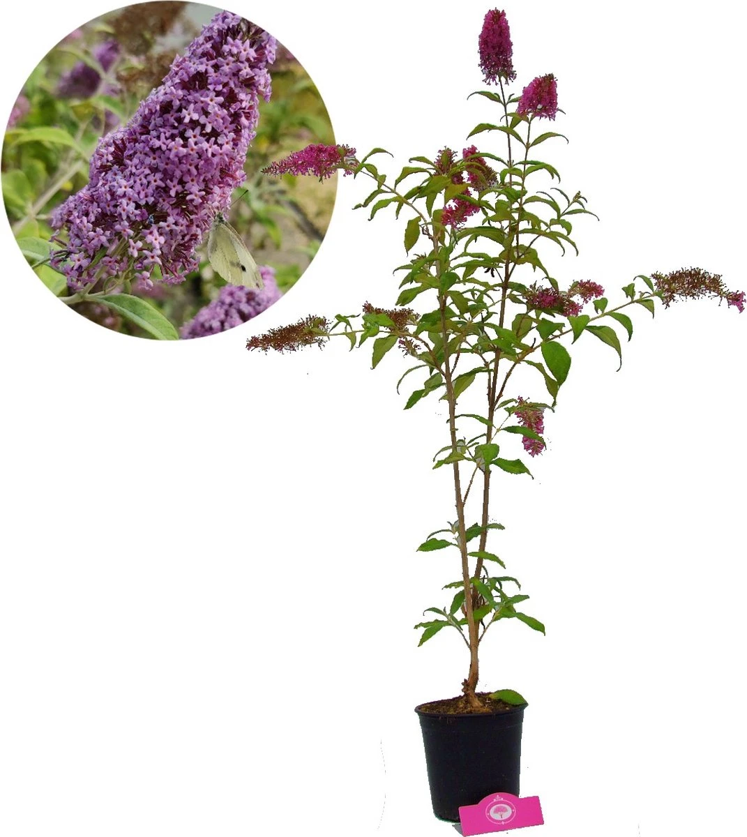 Buddleja 'Pink Delight' Vlinderstruik - 60 Cm - 2 Liter Pot