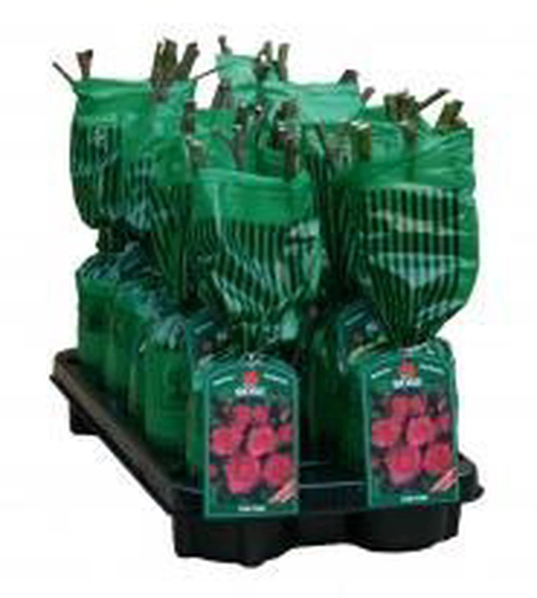 New Dawn Rouge - Klimroos | Rood Doorbloeiende Roos (bloeit Na Bloei Nogmaals) - Meerjarig En Winterhard - Klimplant - Afbeelding 5