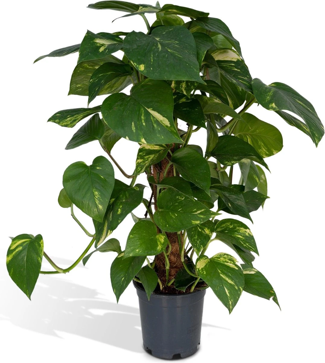 Epipremnum Aureum Mosstok - 60cm