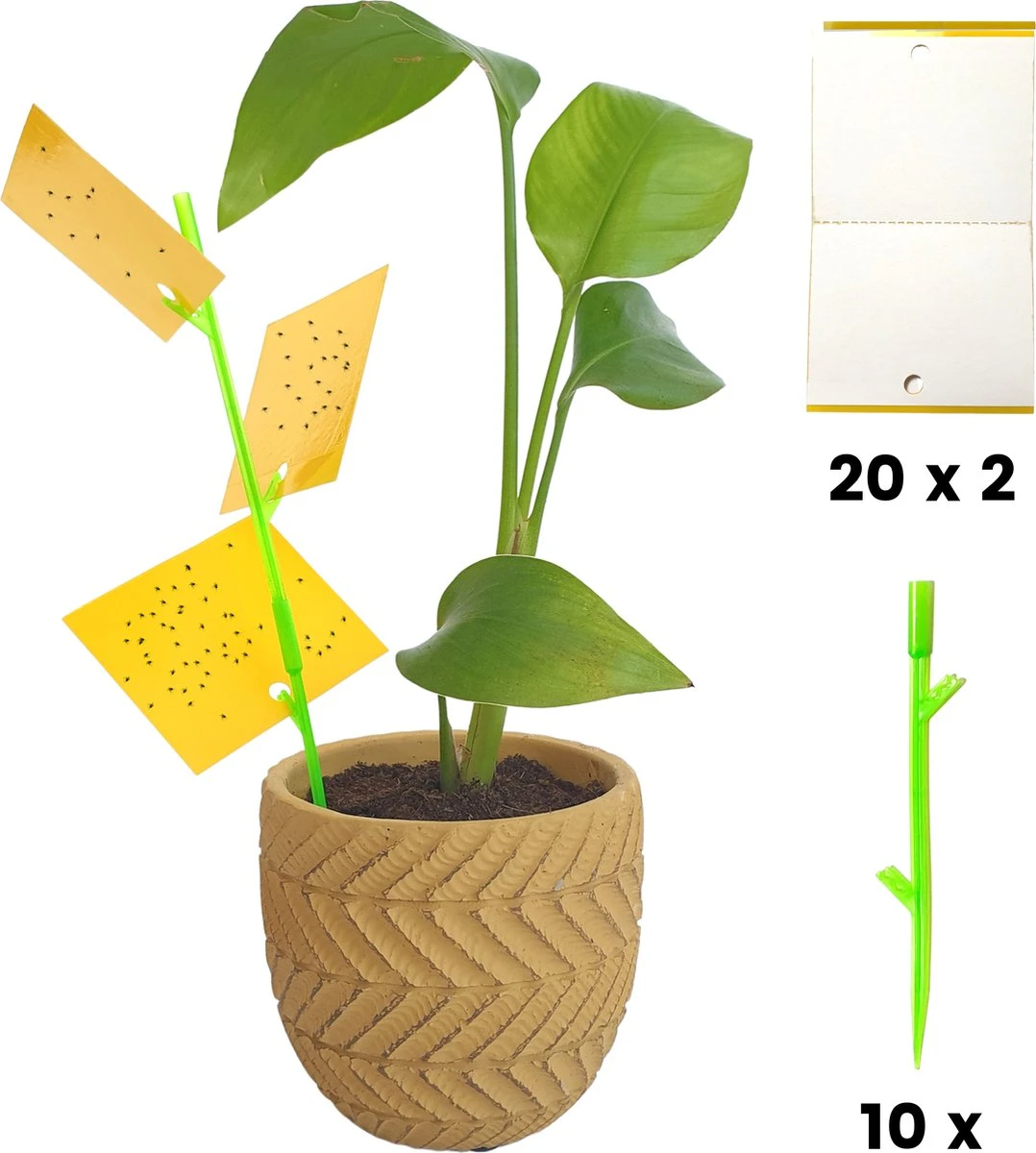 Aniway® - Fruitvliegjes Vanger - 40 Stuks (20 X 2) - Rouwvliegjes Bestrijden - Rouwvliegjes - Sterke Kleefkracht - Voor Buiten En Binnen