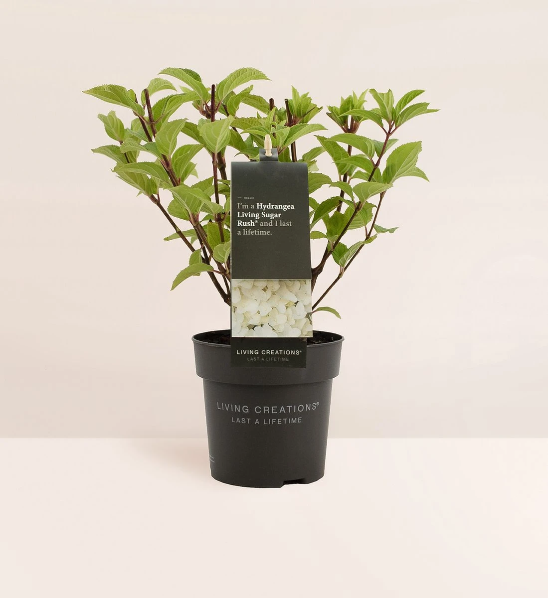 Hydrangea Paniculata Living Sugar Rush® - Afbeelding 6