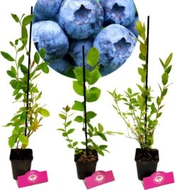 Set Van 3 Blauwe Bessen - Vaccinium Corymbosum – Hoogte 30cm – 9cm Pot – Mix A
