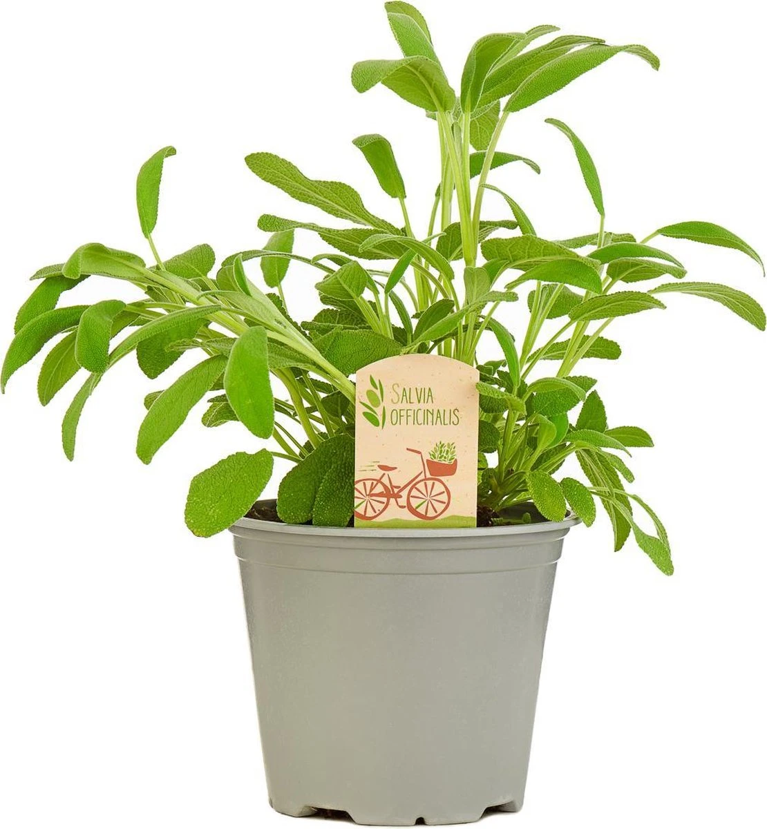 Mix Van 6 Italiaanse Kruidenplanten / The Herbs Family - Afbeelding 2