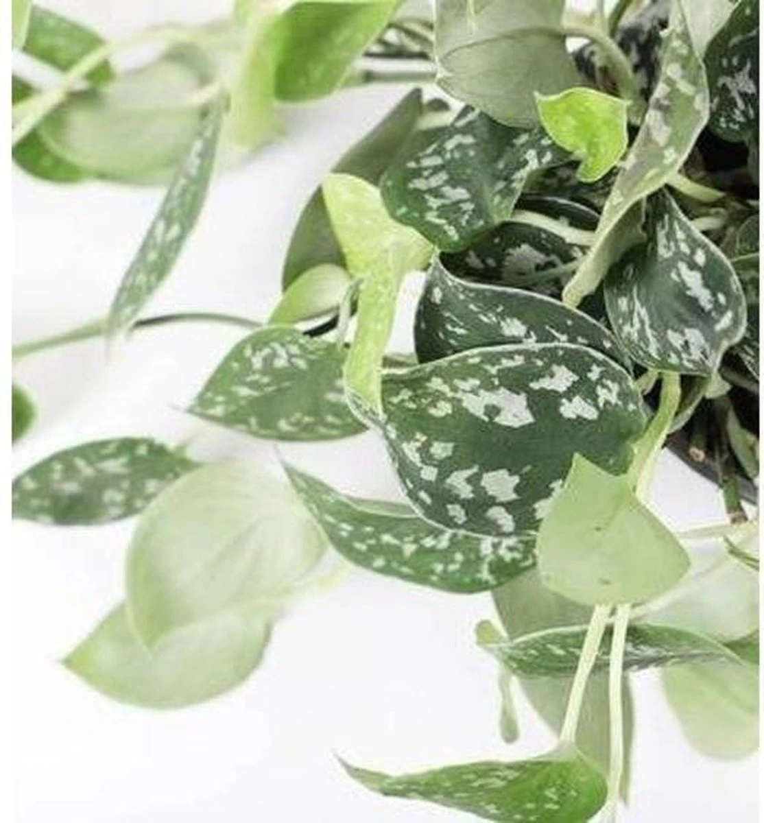 Fleurdirect - Scindapsus - 45 Cm - Ø 15 - 1 Stuks - Afbeelding 4