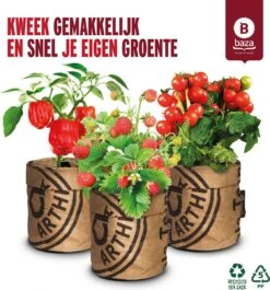 Van 32,95 Voor 24,95 3 Stuks Moestuin Kweekset Aardbei, Tomaat Paprika GRATIS VERZENDING
