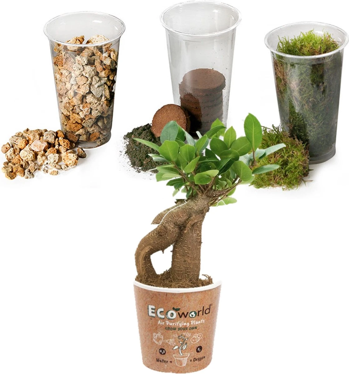 Ecosysteem Plant Met Lamp -Ecoworld Weck Glas Met Lamp + 1 Mini Bonsai Ficus Ginseng - Ø10,5 Cm - Hoogte 21 Cm - Afbeelding 5
