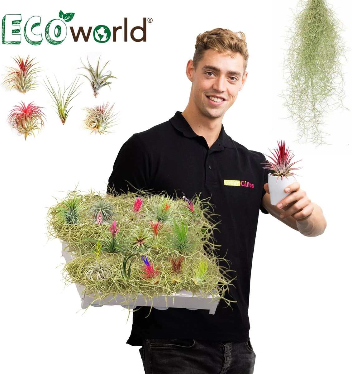 Ecoworld Luchtplantjes Spray - 125 Ml - Spray Voor Tillandsia Luchtplanten - 100% Biologische Airplant Verzorgingspray - Uit Eigen Kwekerij - Afbeelding 11