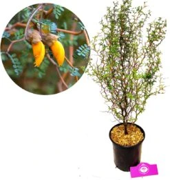 Sophora 'Little Baby' Honingboom- Zigzagstruik - Hoogte 60cm - 2 Liter Pot