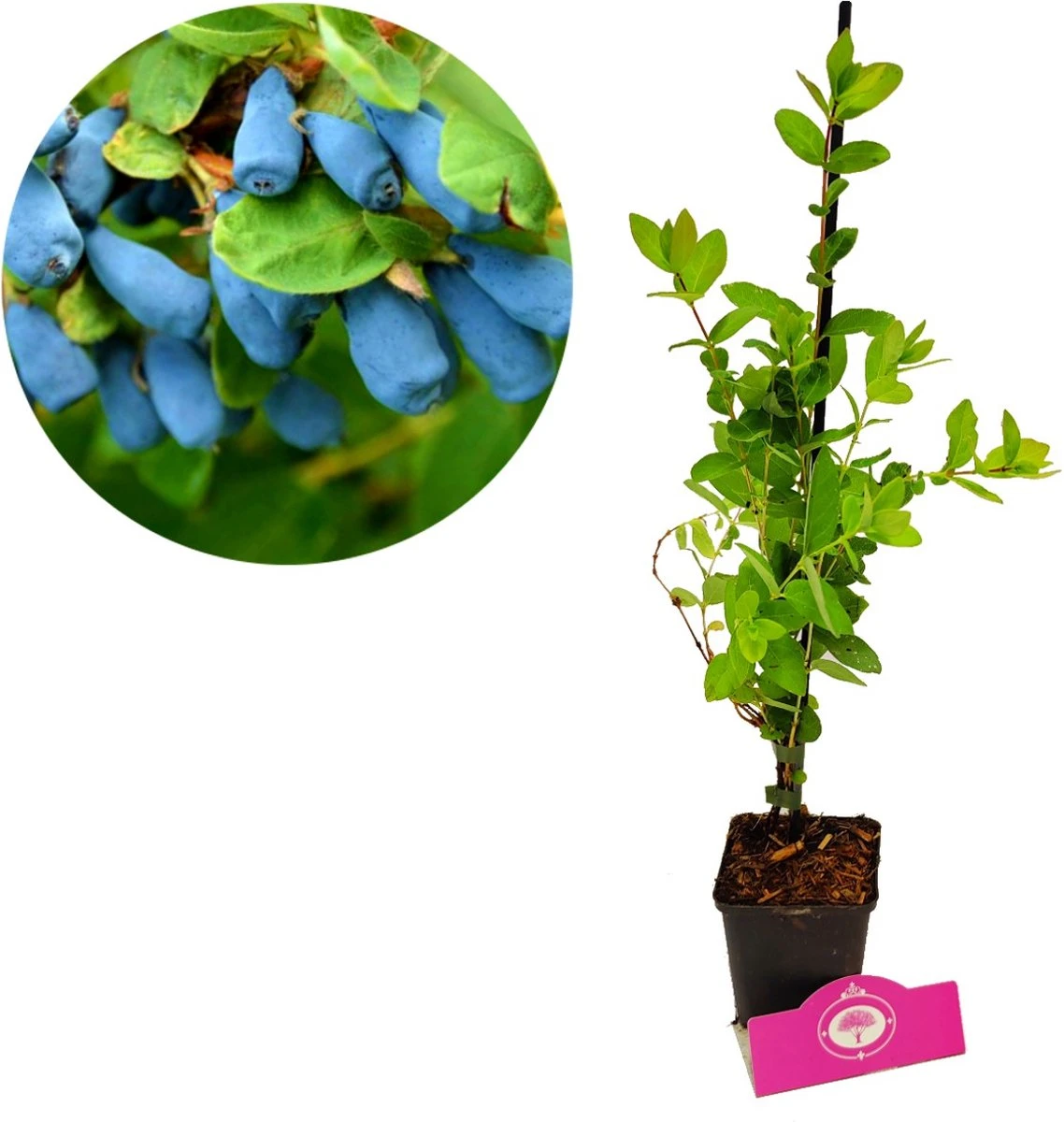 Voedselbos Pakket - 20 Fruitplanten - Op 25m2 Wildplukken! - Permacultuur - Moestuin - Voordeelpakket - Afbeelding 7