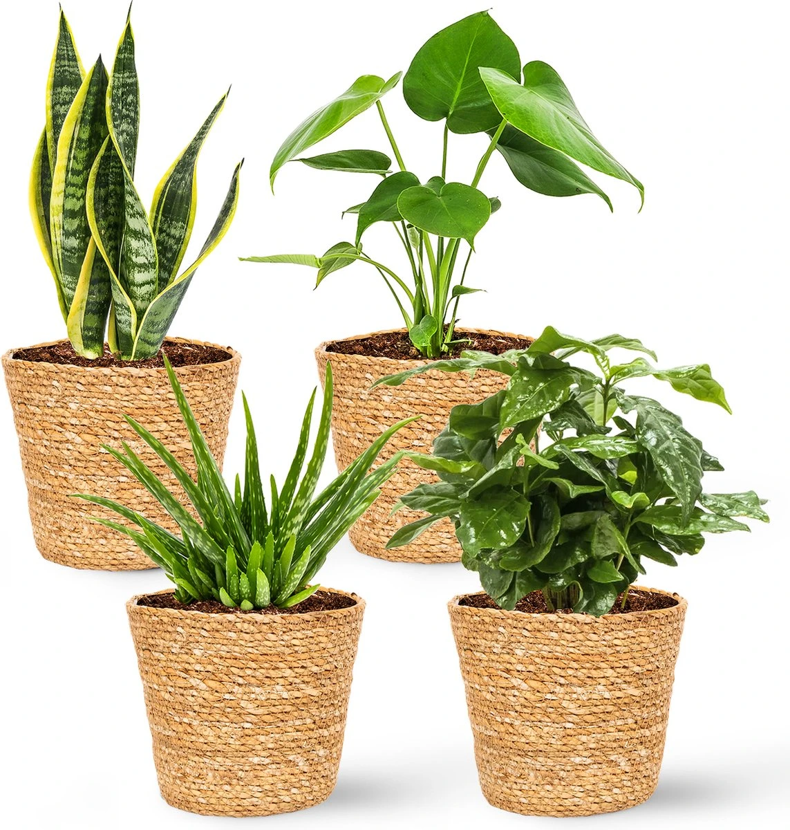 WL Plants - Set Van 4 - Kamerplanten - 1x Aloë Vera, 1x Coffea Arabica, 1x Monstera Deliciosa, 1x Sansevieria Laurentii - 12cm Diameter - Van Professionele Kweek - Groene Planten - Binnen Planten - In Bruine Mand Gemaakt Van Riet - ± 35cm Hoog - Afbeelding 2