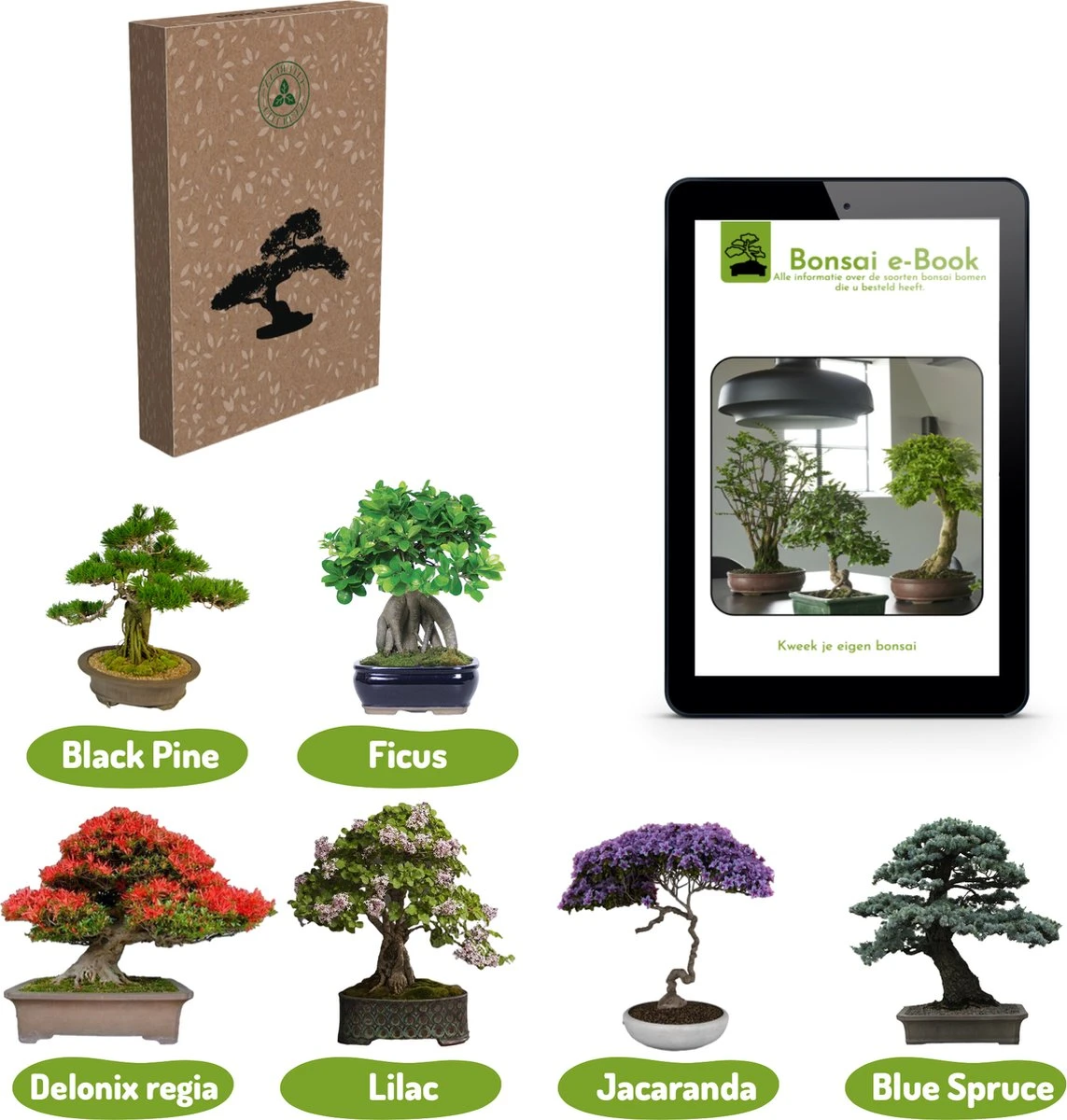 Bonsai Zaden 6 Soorten Incl. E-Book - Kweekset - Boompje In Pot - Kamerplanten – Kerstcadeau