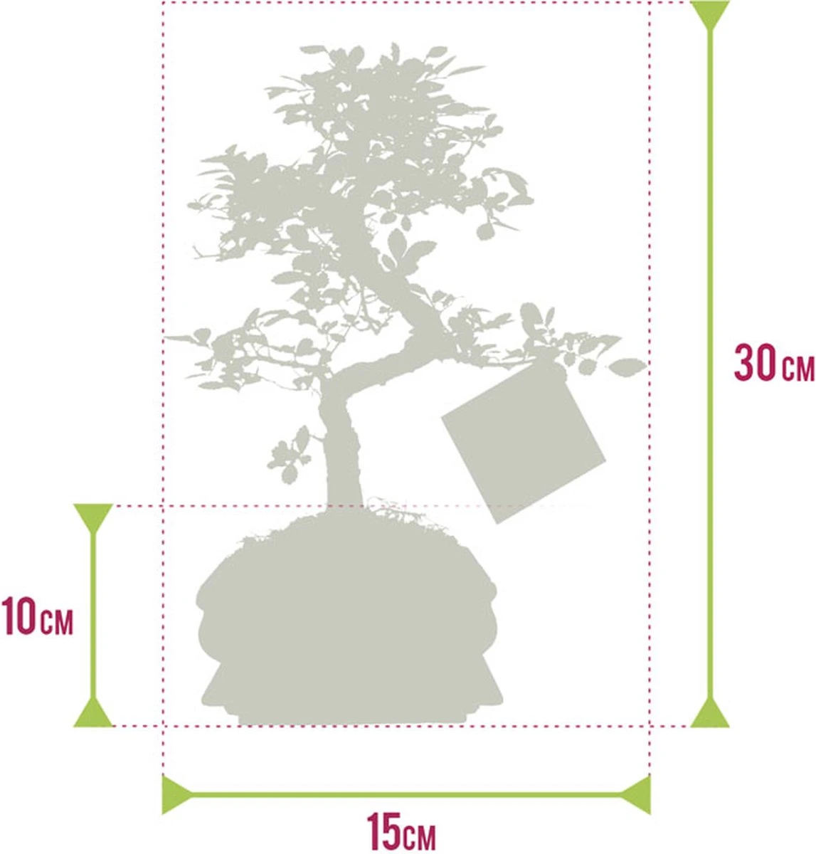 Bonsaiworld Bonsai Boompje - 8 Jaar Oud - Hoogte 25-30 Cm + Bonsai Verzorgingsboekje - Afbeelding 8