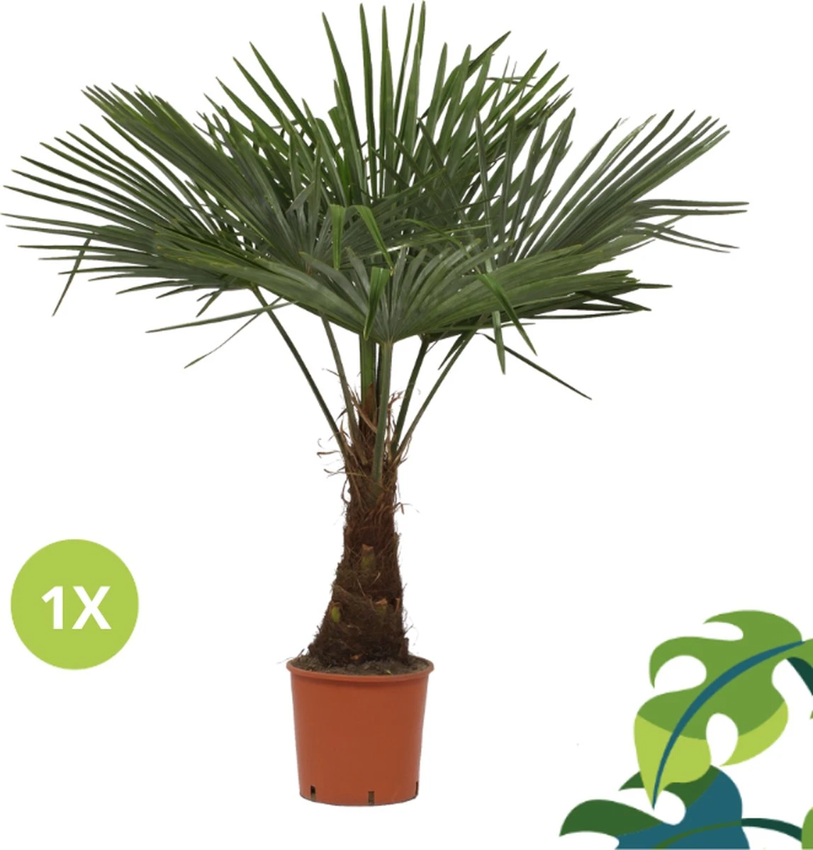 Winterharde Plamboom - Trachycarpus Fortunei 130cm - Afbeelding 7