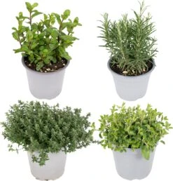 Tuinkruiden Mix - 18cm - Ø14