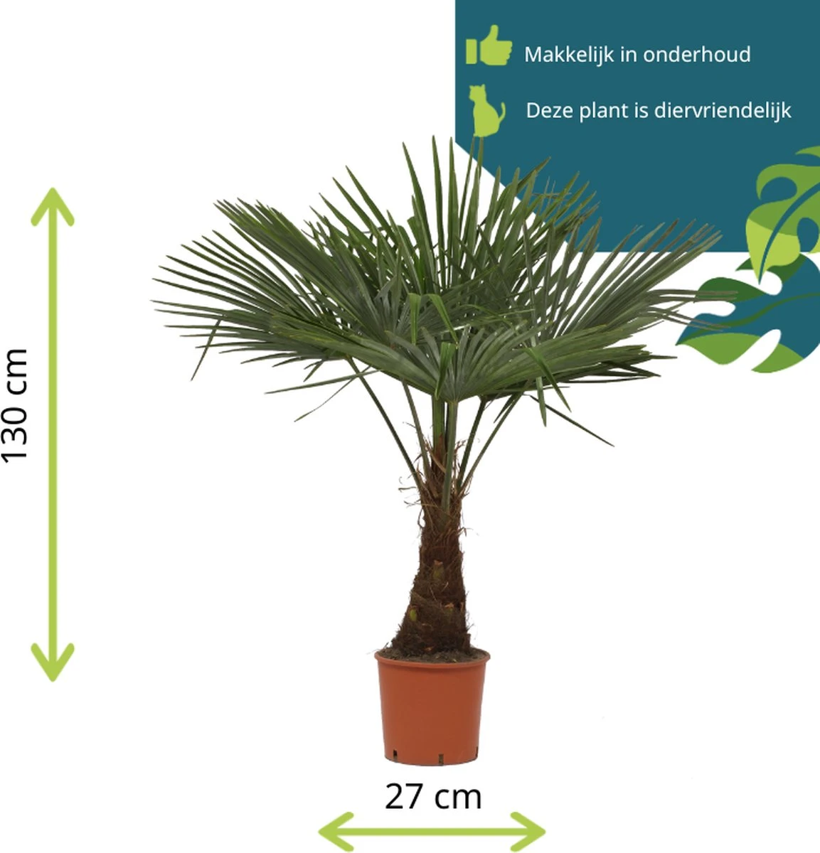 Winterharde Plamboom - Trachycarpus Fortunei 130cm - Afbeelding 4