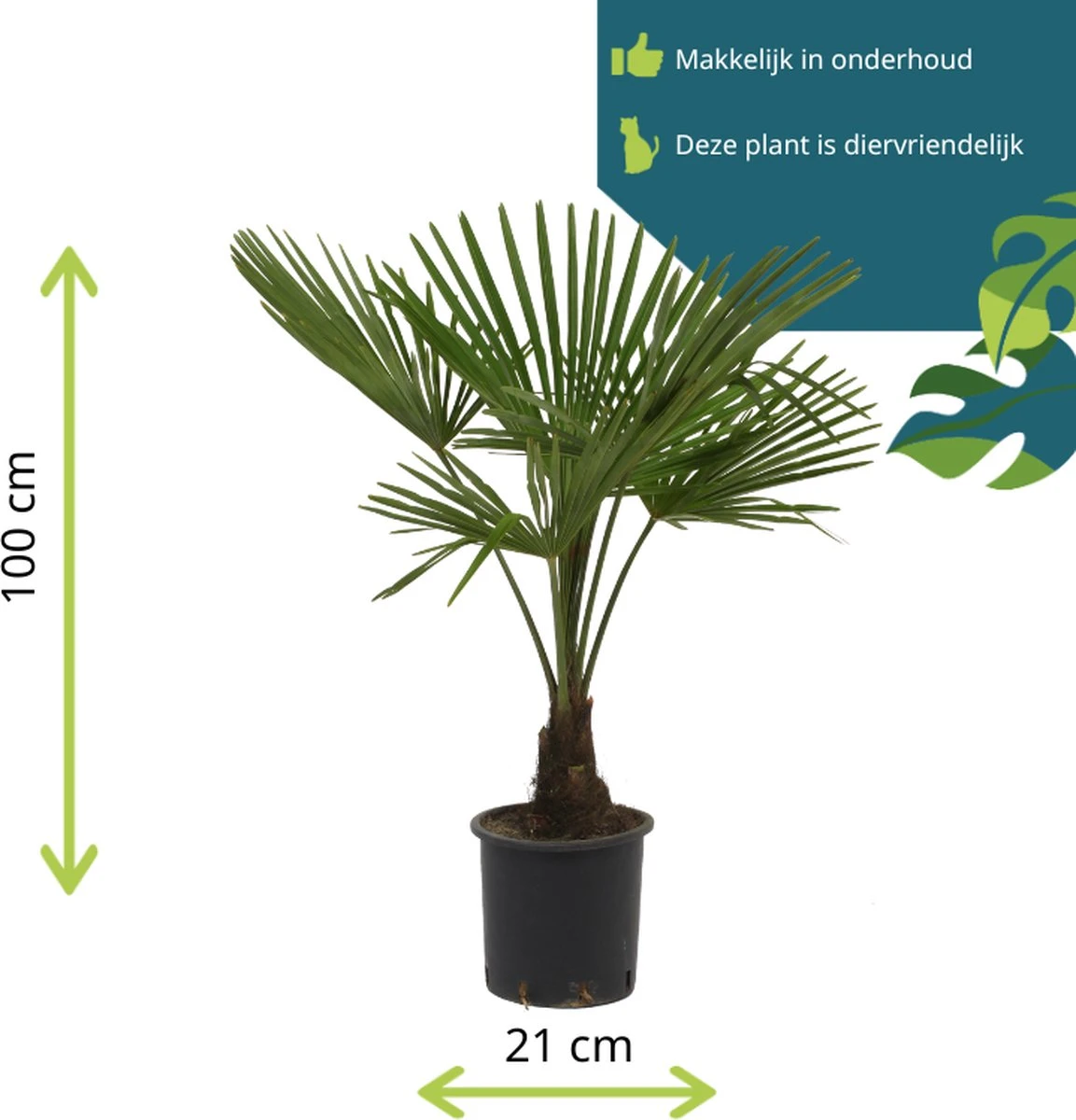 Winterharde Palmboom - Trachycarpus Fortunei 100cm - Afbeelding 4