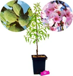 Prunus Dulcis 'Texas', Amandelboom, 5 Liter Pot