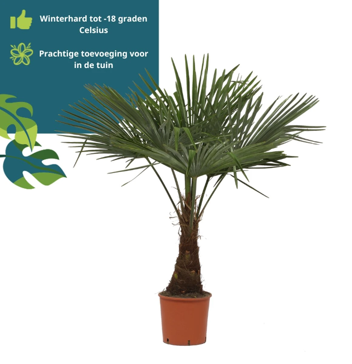 Winterharde Plamboom - Trachycarpus Fortunei 130cm - Afbeelding 5