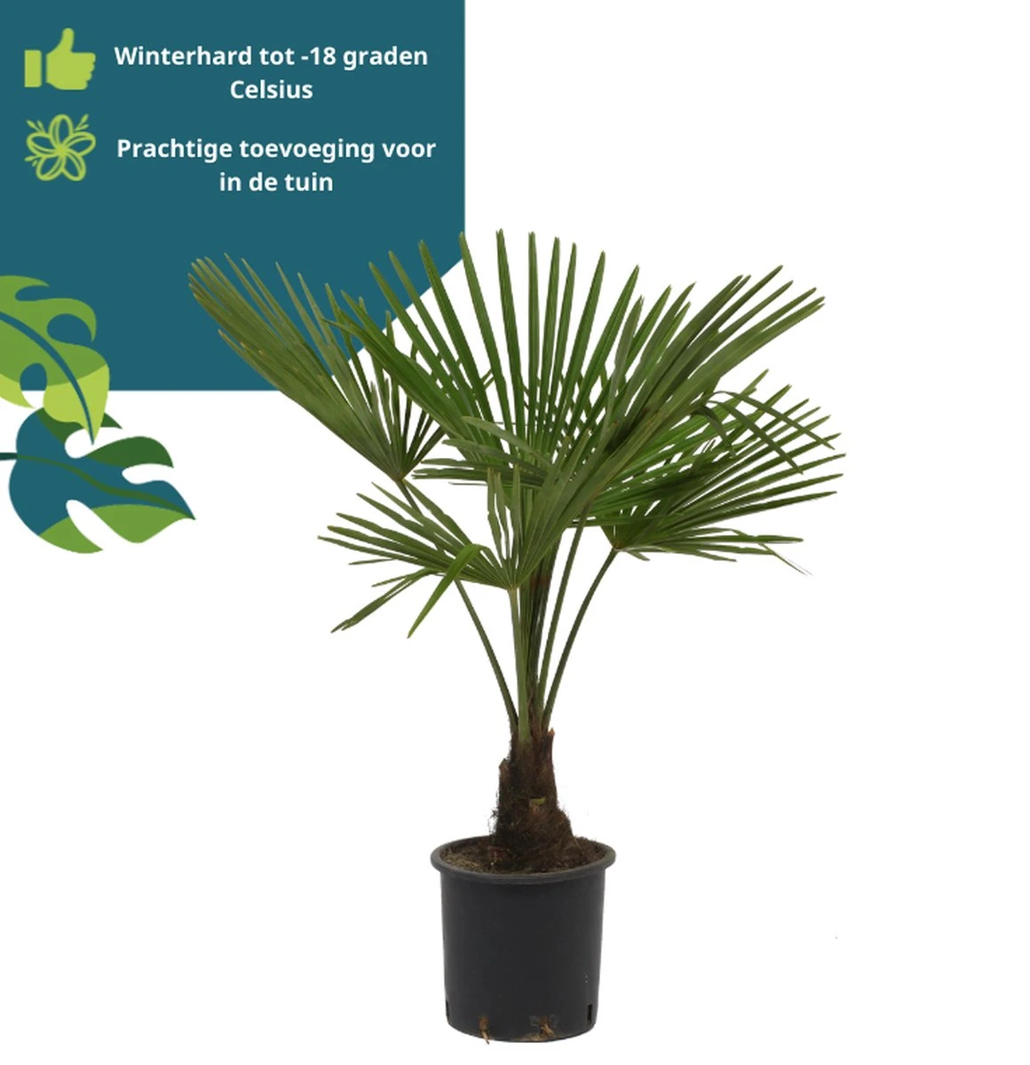 Winterharde Palmboom - Trachycarpus Fortunei 100cm - Afbeelding 5