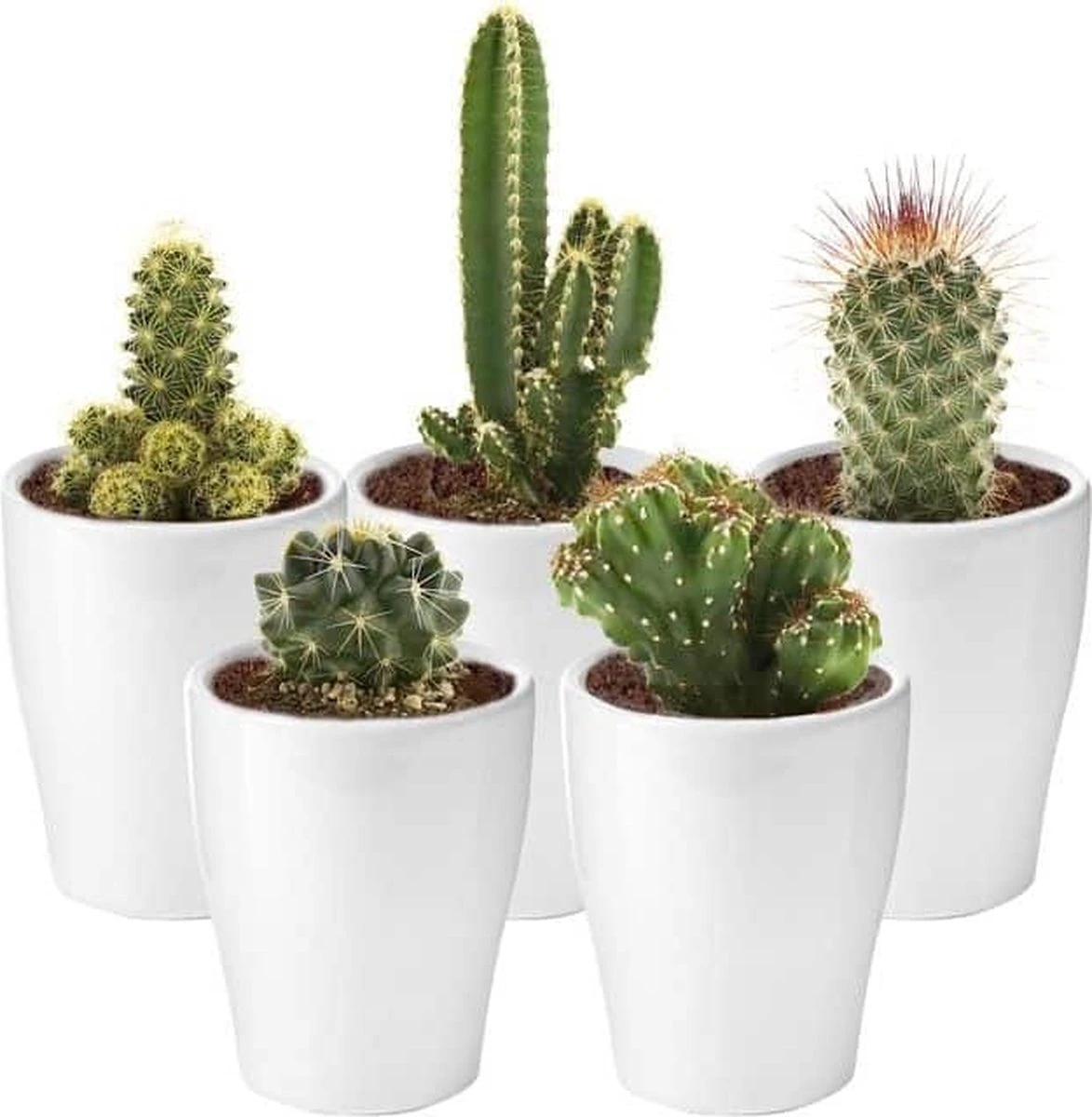 Ecoworld Mini Cactussen - 5 Stuks - Ø 6 Cm - Hoogte 8-15 Cm