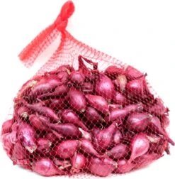 Plantui / Pootui 'Red Baron' - Rode Ui - Maat 14/21 - 500 G (ca. 100 Stuks)