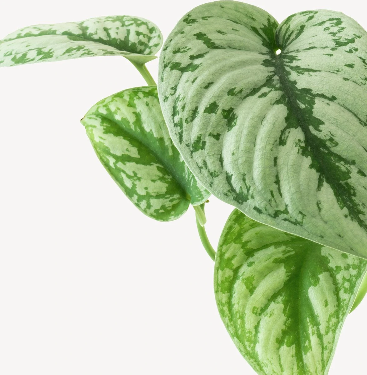 Fleurdirect - Scindapsus - 45 Cm - Ø 15 - 1 Stuks - Afbeelding 2