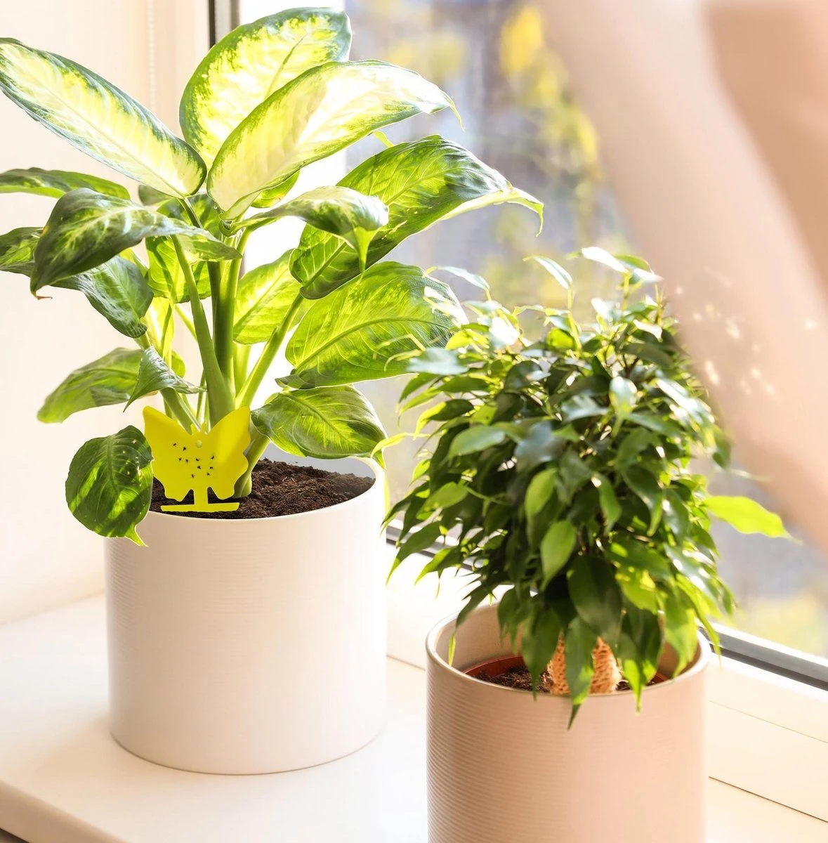 Rouwvliegjes Bestrijden 15 Stuks - Vliegenvanger - Insectenvanger - Lijmval - Vangplaten - Plak Klavertjes Tegen Rouwvliegen En Trips - Vangkaarten - Hebron® - Afbeelding 4