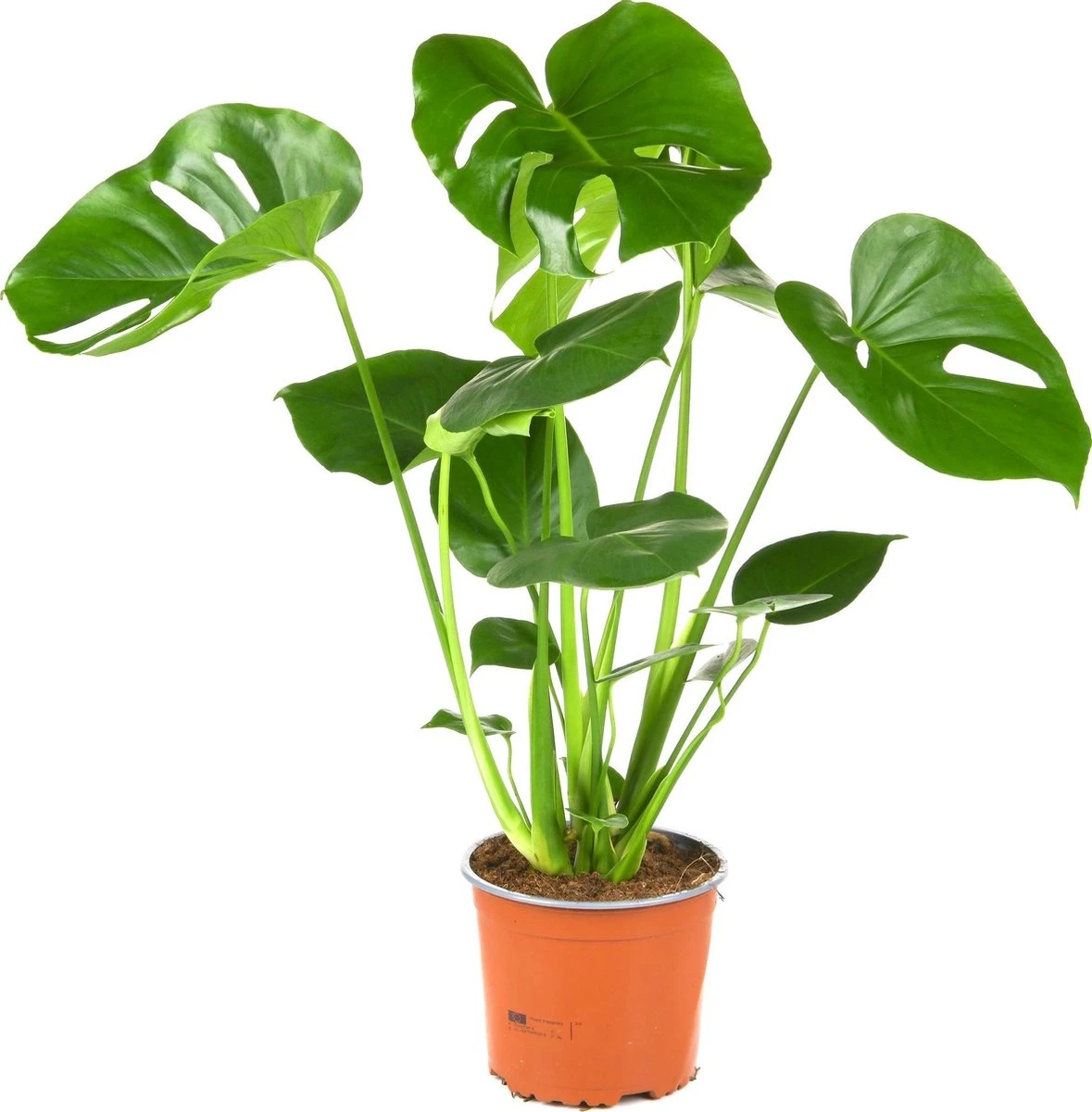 Monstera Deliciosa | Kamerplant | Groene Plant | Gatenplant | Potmaat 17cm | Hoogte 50cm | Geleverd In Kwekerspot - Afbeelding 6