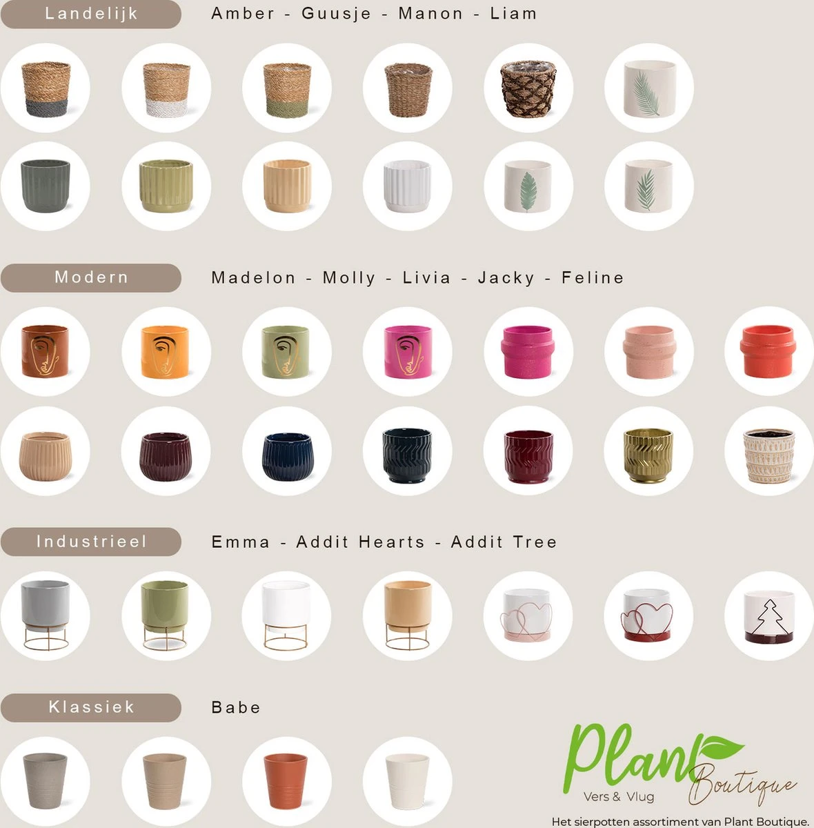 Areca In Siermand Amber Wit – Luchtzuiverende Kamerplant – Eenvoudig Te Onderhouden Goudpalm - ↕35-50cm - Ø13 – Geleverd Met Plantenpot – Vers Uit De Kwekerij - Afbeelding 6