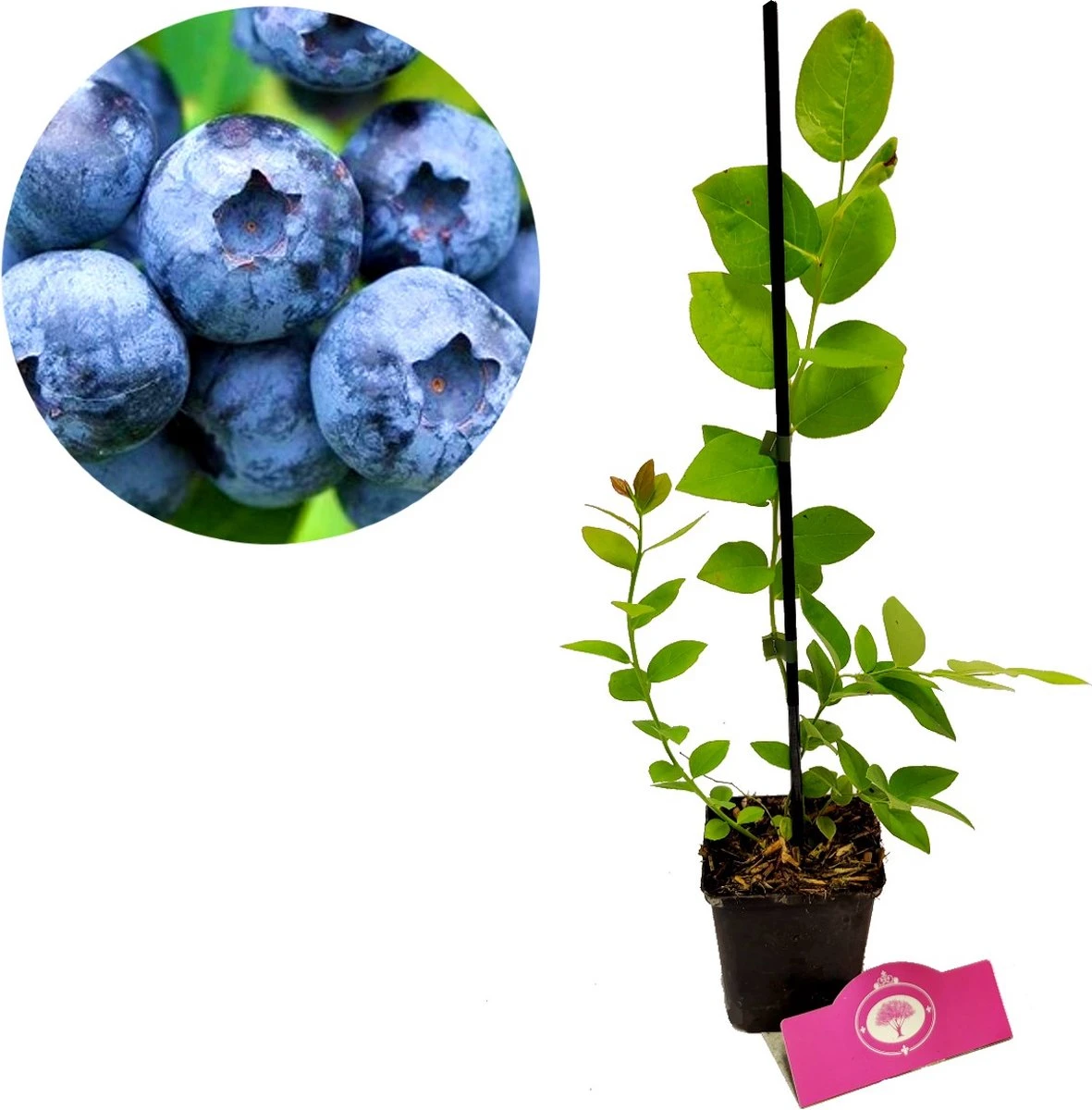 Set Van 3 Blauwe Bessen - Vaccinium Corymbosum – Hoogte 30cm – 9cm Pot – Mix A - Afbeelding 3